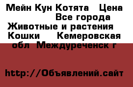 Мейн Кун Котята › Цена ­ 15 000 - Все города Животные и растения » Кошки   . Кемеровская обл.,Междуреченск г.